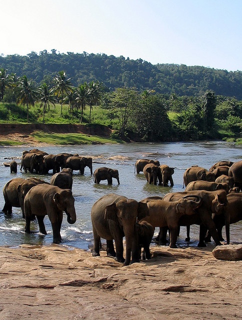 Sri Lanka Elephant